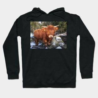 Scottish Highland Cattle Calf 1955 Hoodie